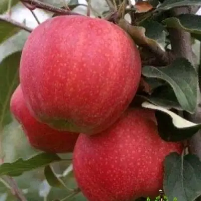 Яблоня ГАЛА ШНИГА в Волковыске