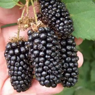 Ежевика ЛОХ НЕСС бесшипная  в Волковыске