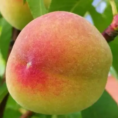 Персик ВЕТЕРАН в Волковыске