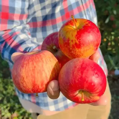 Яблоня КРАСАВИТА в Волковыске