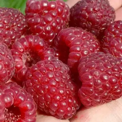 Малина ГИГАНТ РУБИНОВЫЙ в Волковыске