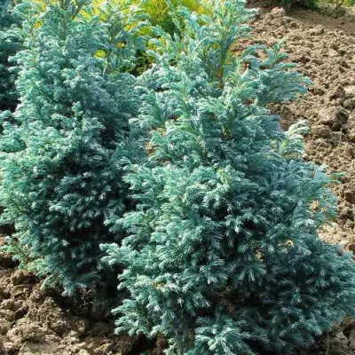 Кипарисовик БУЛЕВАРД горохоплодный в Волковыске