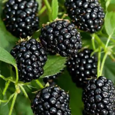 Ежевика КИТАНИНИ бесшипная  в Волковыске