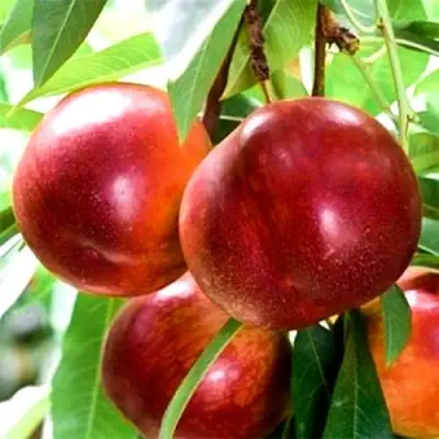 Нектарин СТАРК РЕД ГОЛД в Волковыске