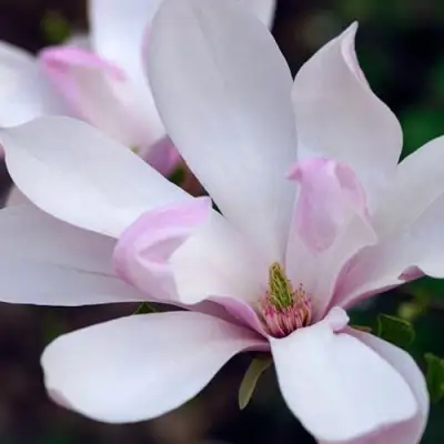 Магнолия ПИНКИ в Волковыске