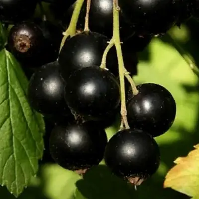 Смородина черная КЛУССОНОВСКАЯ в Волковыске