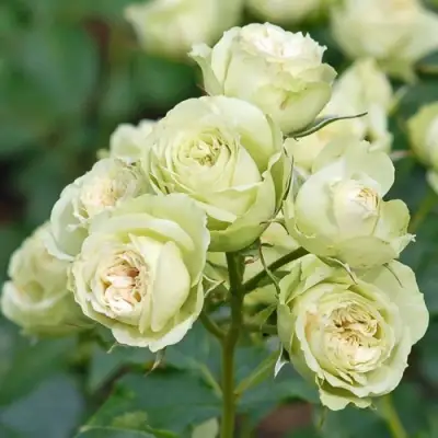 Роза ГРИН ДАЙМОНД миниатюрная в Волковыске