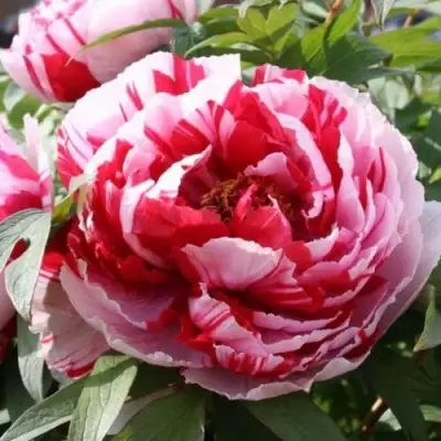 Пион РЕД ВИЗ ПИНК древовидный в Волковыске