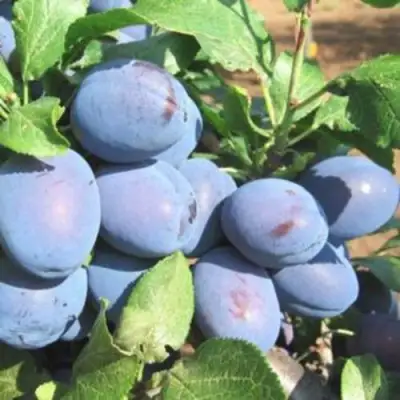 Слива ГИЛЬБЕРТ в Волковыске