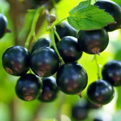 Смородина чёрная ВЕЛОЙ (ЛЕНИНГРАДСКАЯ СЛАДКАЯ) в Волковыске