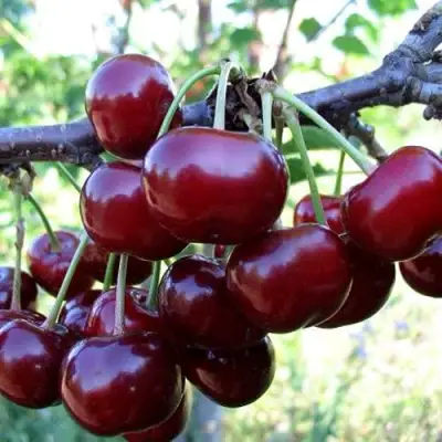 Дюк ЖИВИЦА (ЧЕРЕВИШНЯ) в Волковыске