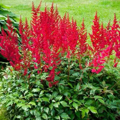 Астильба КОБЛЕНЦ японская в Волковыске