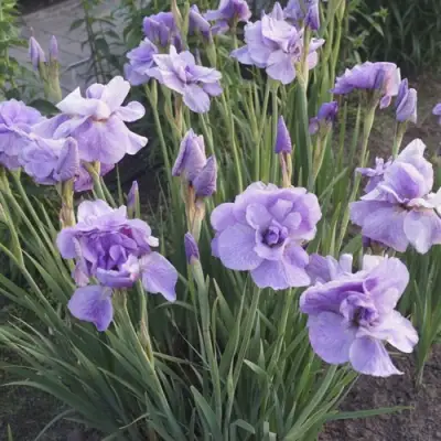 Ирис ИМПЕРИАЛ ОПАЛ сибирский в Волковыске