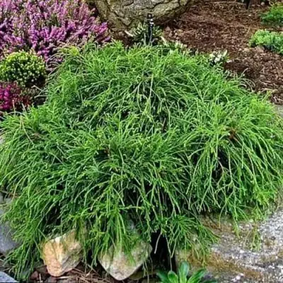 Кипарисовик ФИЛИФЕРА НАНА горохоплодный  в Волковыске