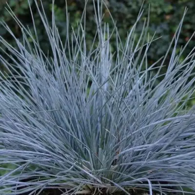 Овсяница АЙСФОГЕЛЬ сизая в Волковыске