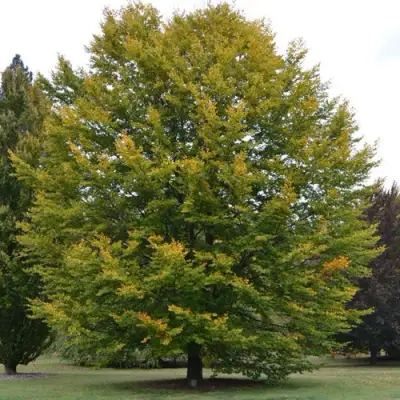 Бук лесной в Волковыске