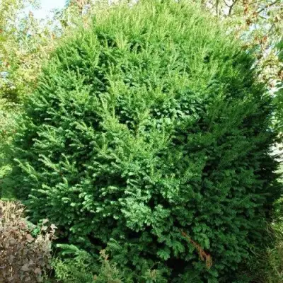 Тис РЕПАНДЕНС ягодный в Волковыске