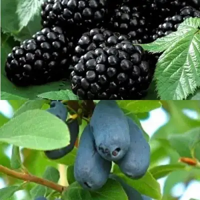 Комплект ЯГОДНЫЙ ДУЭТ в Волковыске