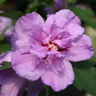 Гибискус АРДЕНС сирийский в Волковыске