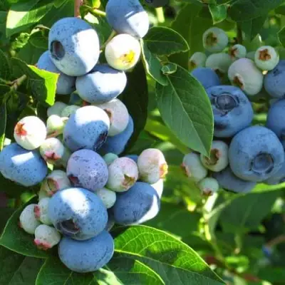 Голубика ДАРРОУ в Волковыске