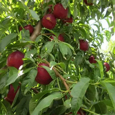 Нектарин ЭКСТРИМ БЬЮТИ в Волковыске