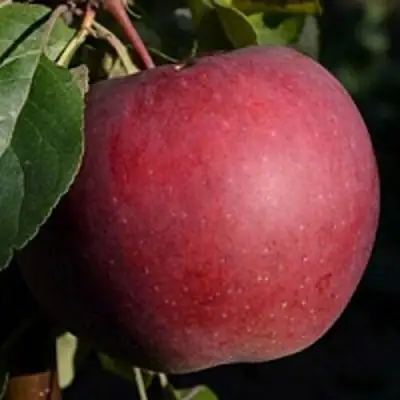 Яблоня БЕЛОРУССКОЕ СЛАДКОЕ в Волковыске