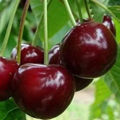 Вишня МИЛАВИЦА в Волковыске