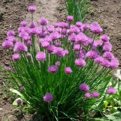 Лук-шнитт в Волковыске