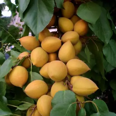 Абрикос МАНИТОБА в Волковыске