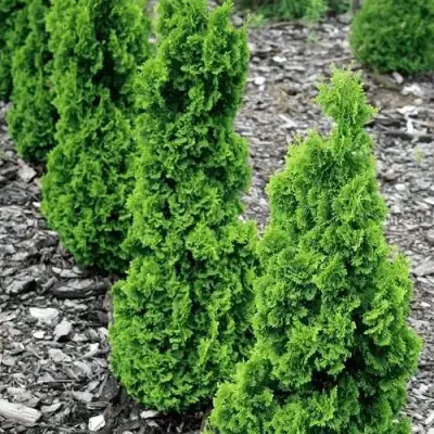 Туя ЗМАТЛИК западная в Волковыске