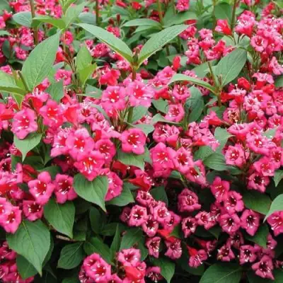 Вейгела БРИСТОЛЬ РУБИ в Волковыске