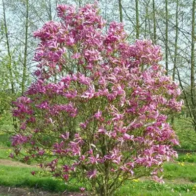 Магнолия СЬЮЗАН в Волковыске