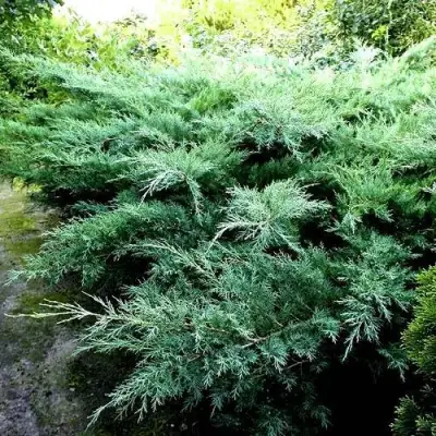 Можжевельник ПФИТЦЕРИАНА ГЛАУКА  средний в Волковыске