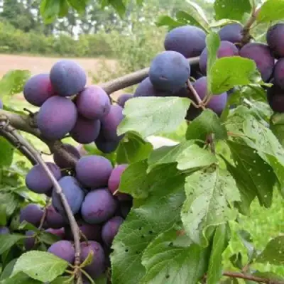 Слива ПЕРДРИГОН в Волковыске