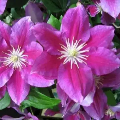 Клематис ХАНИЯ в Волковыске