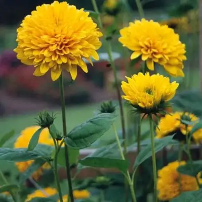 Подсолнечник СОЛЕЙЛ ДЕ ОР в Волковыске