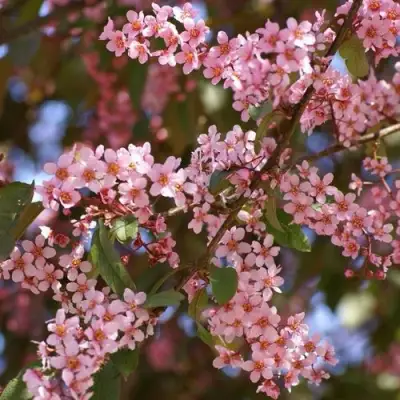 Черемуха КОЛОРАТА в Волковыске