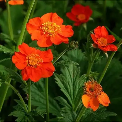 Гравилат БОРИСА в Волковыске