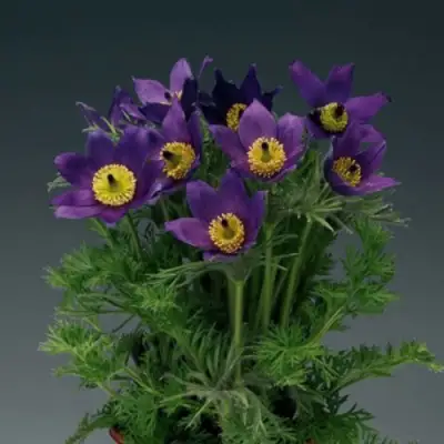 Прострел ПИНВИЛ БЛЮ ШЕЙДЕС в Волковыске