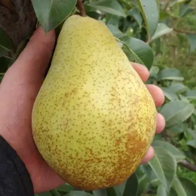 Груша ГЕНЕРАЛ ЛЕКЛЕРК в Волковыске