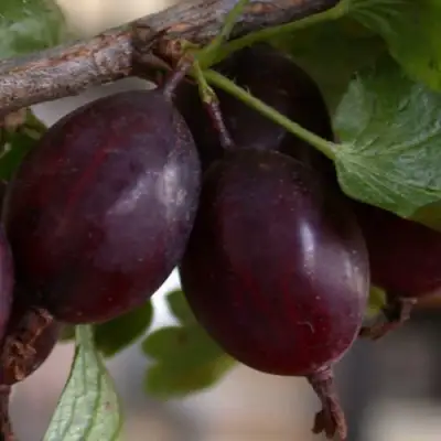 саженцы крыжовника челябинского слабошиповатого