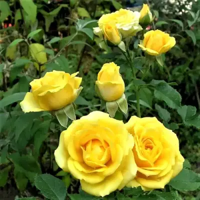 Роза САН СИТИ спрей в Волковыске