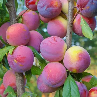 Слива КОЛОННОВИДНАЯ в Волковыске