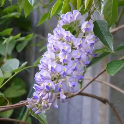 Глициния макростахия БЛЮ МУН в Волковыске