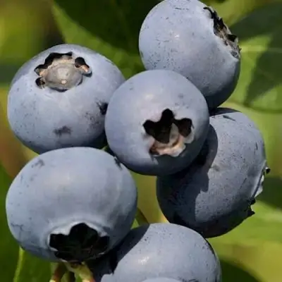 Голубика ЧАНДЛЕР в Волковыске