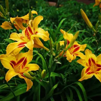 Лилейник БОНАНЗА гибридный в Волковыске