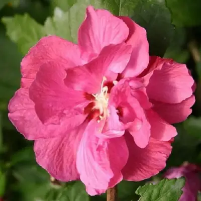 Гибискус ДЮК ДЕ БРАБАНТ сирийский  в Волковыске