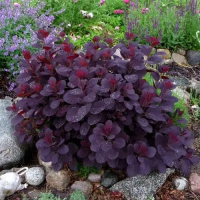 Скумпия РОЯЛ ПЕРПЛ кожевенная в Волковыске