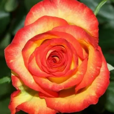 Роза ХАЙ МЭДЖИК чайно-гибридная в Волковыске