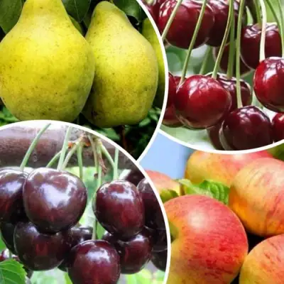 Комплект НАСЛАЖДЕНИЕ в Волковыске